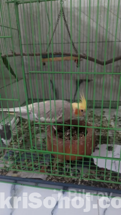 Cockatiel